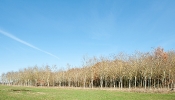 Kemble Farms