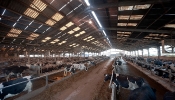 Kemble Farms