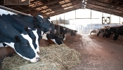 Kemble Farms